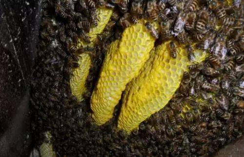 連蜂帶脾補(bǔ)弱群怎么操作（哪些情況下蜂群需帶蜂補(bǔ)子脾）