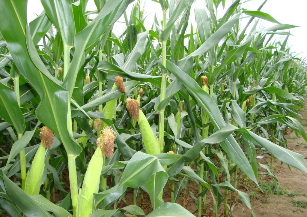 玉米開花有花蜜和花粉嗎？