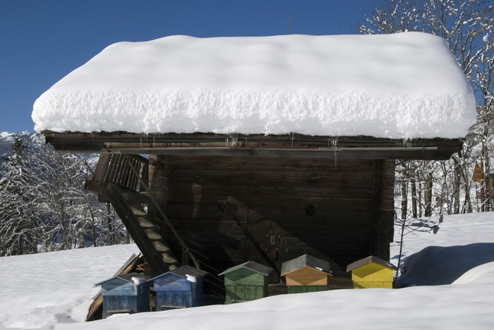 蜂群室內(nèi)越冬管理技術（養(yǎng)蜂過冬技術）