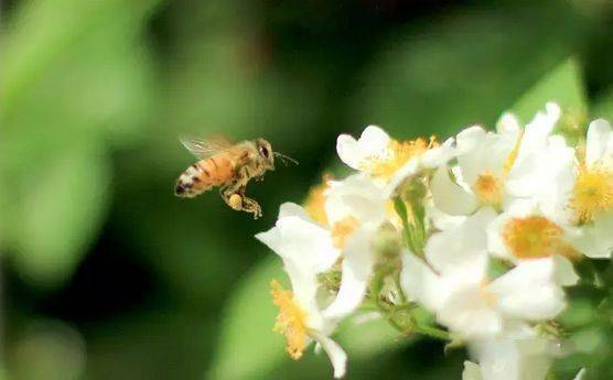 蜂群室內(nèi)越冬管理技術（養(yǎng)蜂過冬技術）