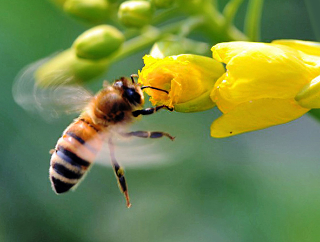 如何讓蜜蜂安全度過夏天？