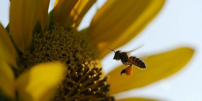 工蜂產(chǎn)卵急造王臺(tái)出來新王能用嗎（工蜂產(chǎn)卵也會(huì)有王臺(tái)嗎）