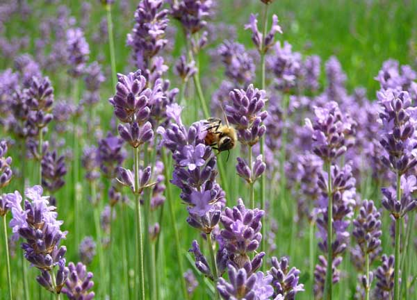 熏衣草什么時候開花（薰衣草開花時間和花期天數）