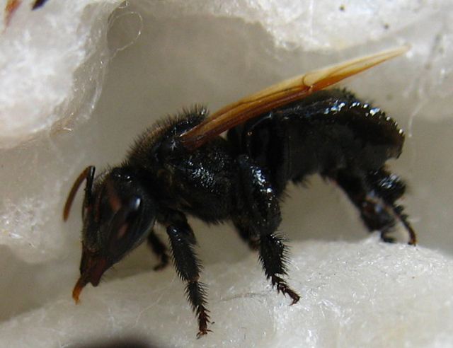 黑色的蜜蜂有毒嗎？