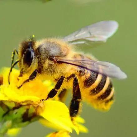 胡蜂養(yǎng)殖需要辦理哪些手續(xù)（胡蜂適合哪些地方養(yǎng)殖）