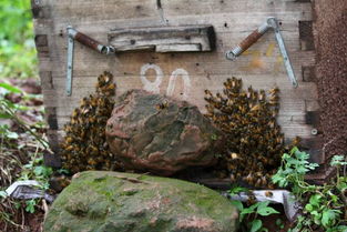 工蜂搖頭振翅是什么原因（蜜蜂養(yǎng)殖，工蜂竟會(huì)發(fā)出叫聲，是振翅還是哀鳴）