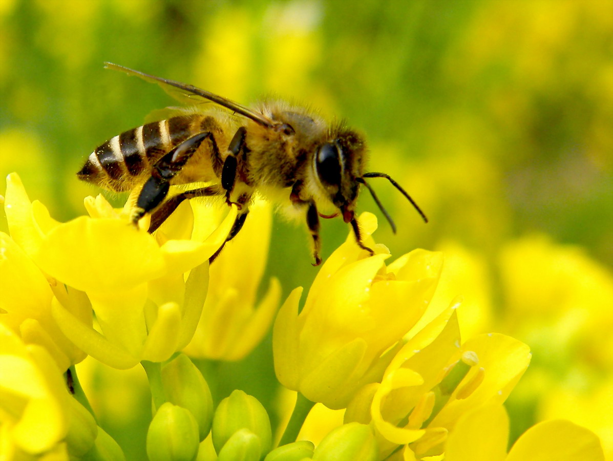 中蜂如何用雙王養(yǎng)成強群（中蜂雙王群的組建方法和技術(shù) ）