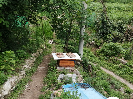 中蜂如何用雙王養(yǎng)成強群（中蜂雙王群的組建方法和技術(shù) ）