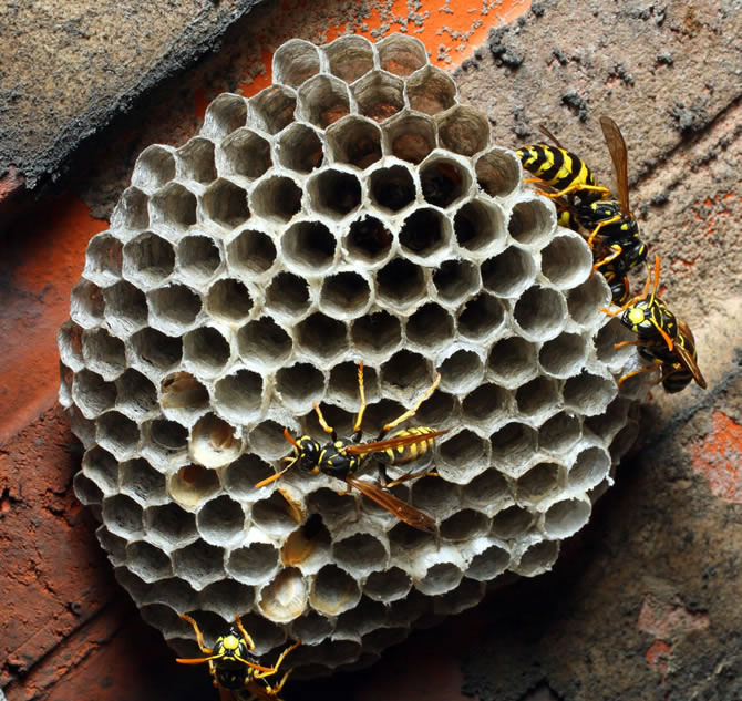 馬蜂是益蟲還是害蟲（養蜂如何防馬蜂）