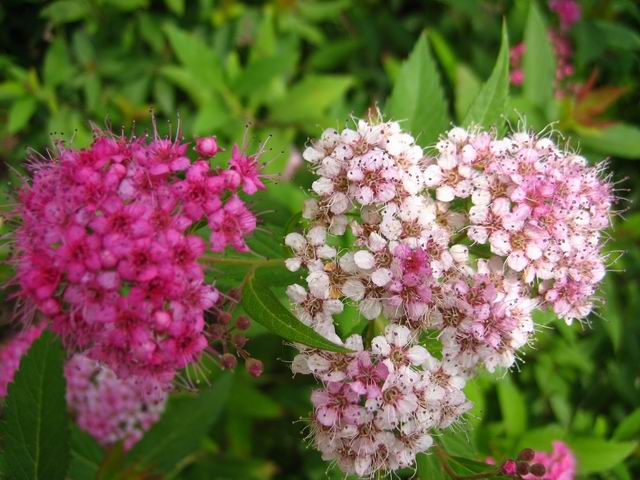 有毒蜜源植物有哪些？(附帶40種有毒蜜源植物介紹)
