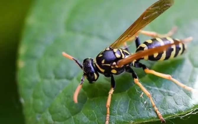 野外找胡蜂怎么看蜂路