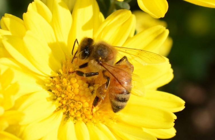 陽(yáng)臺(tái)養(yǎng)蜂如何避光（如何給蜜蜂遮陰）