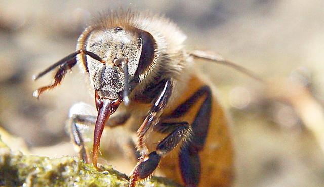 陽(yáng)臺(tái)養(yǎng)蜂如何避光（如何給蜜蜂遮陰）