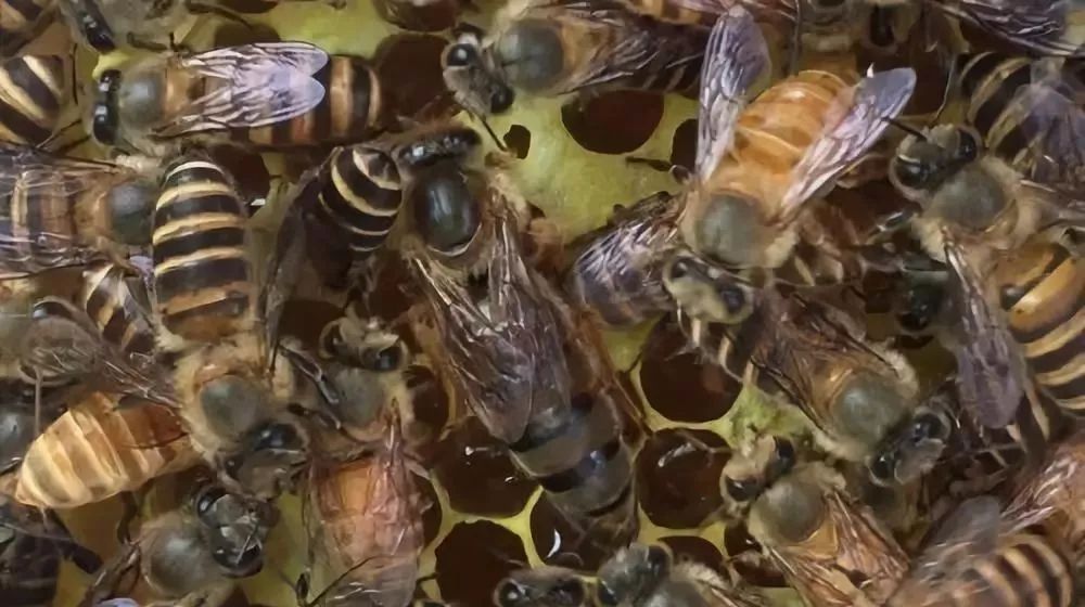 陽(yáng)臺(tái)養(yǎng)蜂如何避光（如何給蜜蜂遮陰）