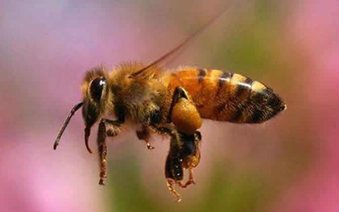 一畝大棚養殖多少蜜蜂