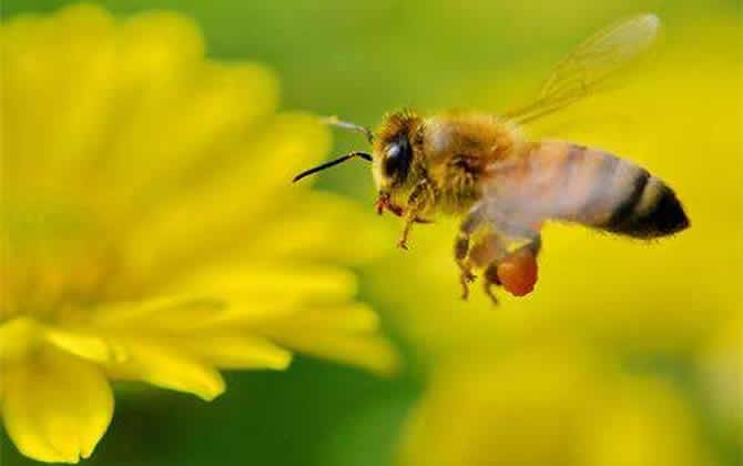 一畝大棚養殖多少蜜蜂