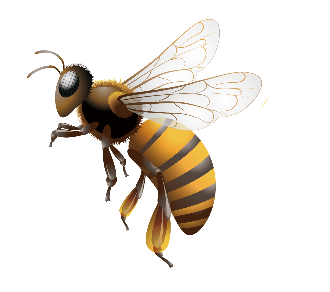 蜜蜂兇猛蟄人是跟蜂王有關系嗎（蜂王會像工蜂那樣蟄人嗎）