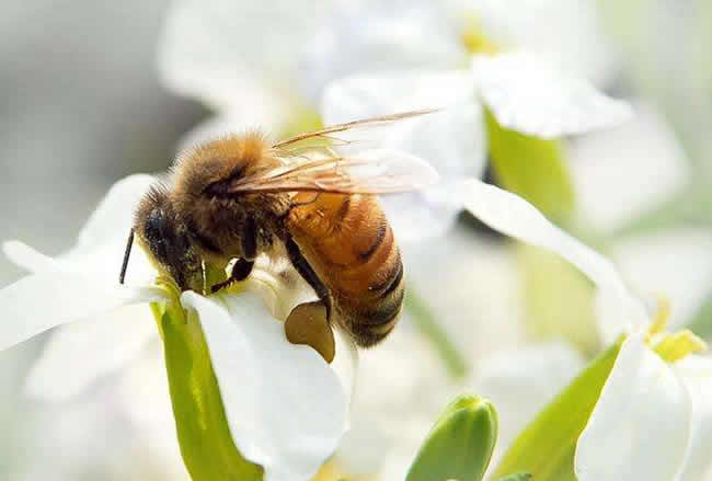 蜜蜂自然分蜂會(huì)飛多遠(yuǎn)？