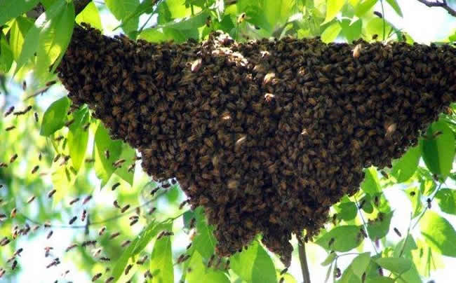 蜜蜂自然分蜂會(huì)飛多遠(yuǎn)？