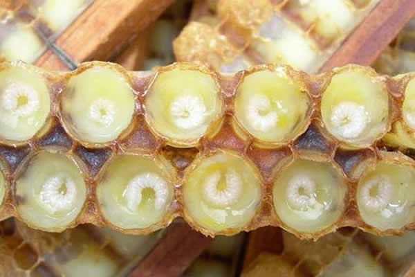 怎樣進行人工育王？