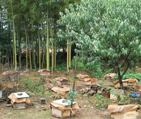 一個山區(qū)中蜂場最多養(yǎng)多少箱中蜂（想要養(yǎng)殖1000箱蜜蜂，需要注意哪些問題）