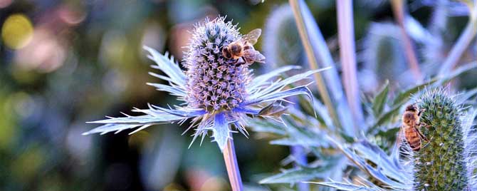 蜜蜂是群居生物,那蜜蜂的社會(huì)組織是怎么組成的