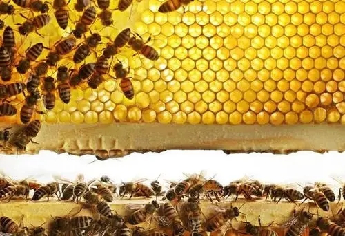 蜜蜂是群居生物,那蜜蜂的社會(huì)組織是怎么組成的