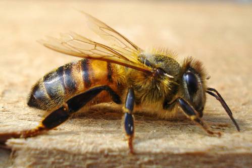 意大利蜜蜂分蜂怎么分（意蜂分蜂技術）