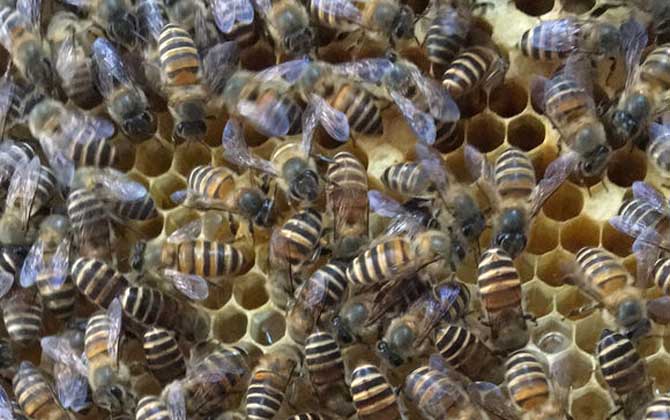 工蜂產卵可以育王嗎（有王群會工蜂產卵嗎）