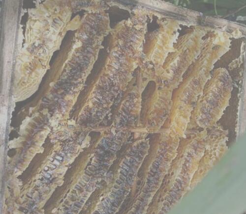 養(yǎng)野蜂的技巧與注意事項（養(yǎng)野蜂怎么養(yǎng)）