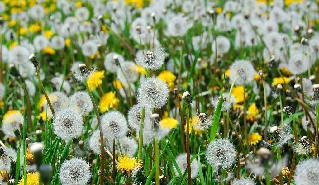 蒲公英開花時(shí)間是幾點(diǎn)（蒲公英的功效與作用）
