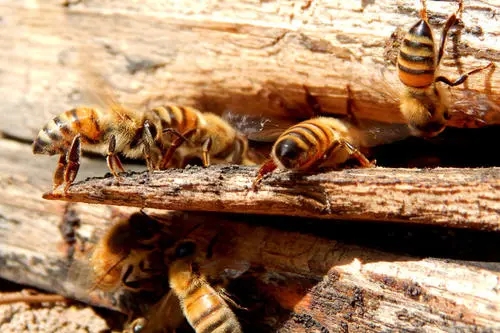 蜂王什么時候交尾容易成功