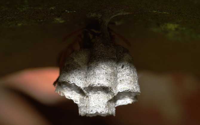 野生馬蜂怎么過冬（馬蜂是怎樣度過冬天的？）