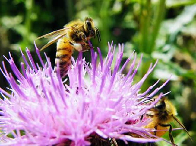 投資2萬養蜜蜂利潤多少？