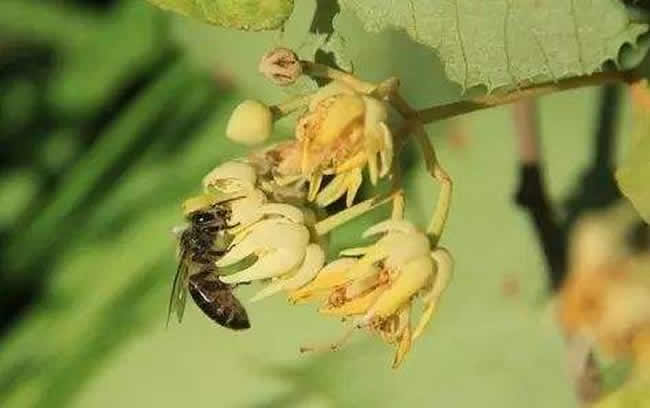 投資2萬養蜜蜂利潤多少？