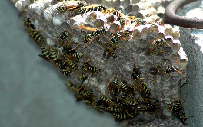 馬蜂和蜜蜂最直接的區(qū)別