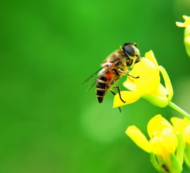 懶人養蜂養意蜂好還是中蜂好（新手養意蜂最好還是養中蜂最好）