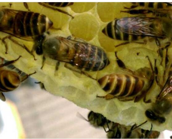 野外捉回來的蜜蜂怎么養（怎么養野蜂）