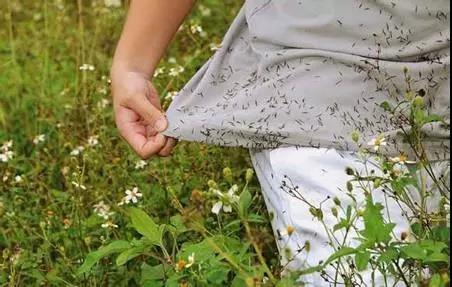 鬼針草有蜜嗎（鬼針草是蜜源植物嗎）