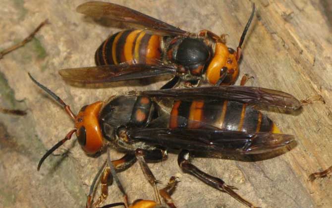 中國大虎頭蜂吃毛毛蟲嗎（虎頭蜂的生活習性）