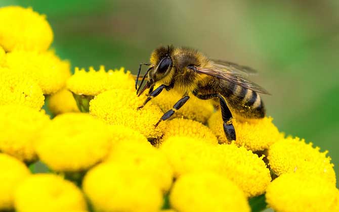 蜜蜂的毒性大嗎（蜜蜂毒是酸性還是堿性？）