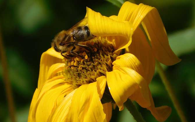 蜜蜂的毒性大嗎（蜜蜂毒是酸性還是堿性？）
