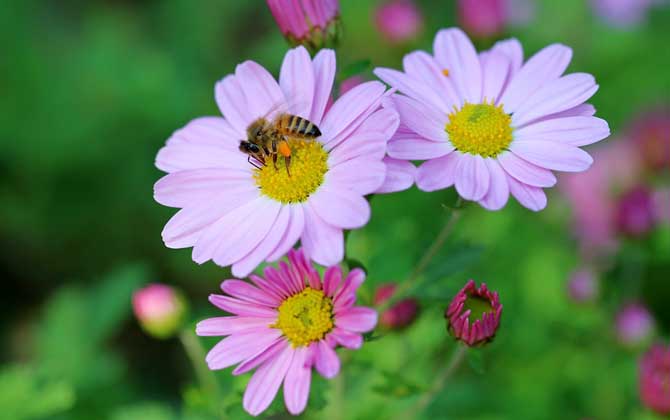 蜜蜂的毒性大嗎（蜜蜂毒是酸性還是堿性？）