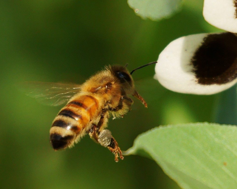 狗屎蜂毒性大嗎（被蜜蜂蟄了怎么辦）