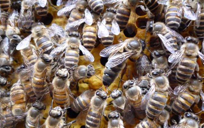 與蜂王繁殖的是工蜂還是雄蜂（雄蜂是蜂王產(chǎn)卵發(fā)育的嗎）