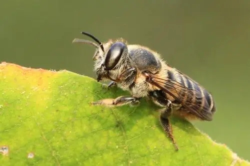 切葉蜂的特點（切葉蜂和蜜蜂的區(qū)別）