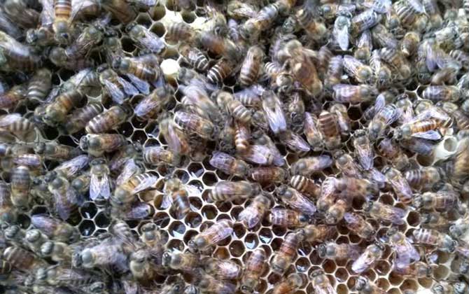 工蜂產(chǎn)卵會不會滅群（工蜂產(chǎn)卵的危害）
