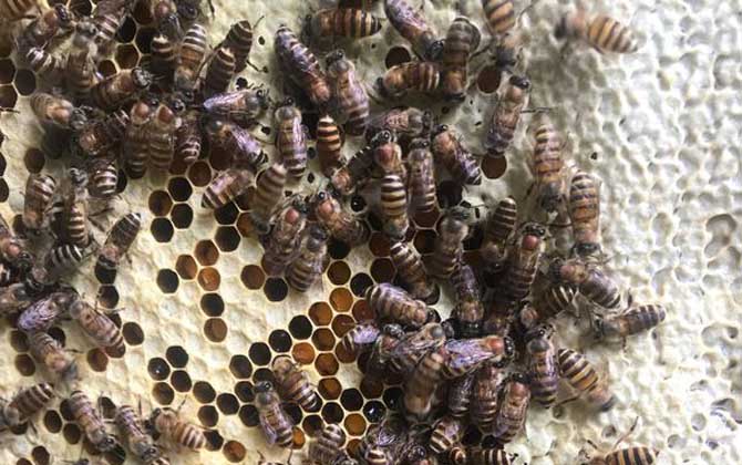 工蜂產(chǎn)卵會不會滅群（工蜂產(chǎn)卵的危害）
