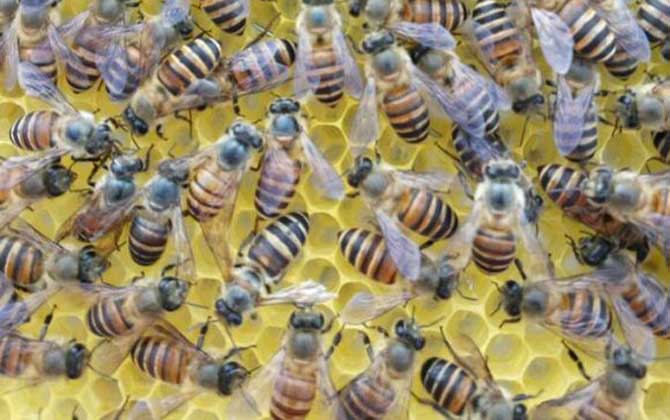 工蜂產(chǎn)卵會不會滅群（工蜂產(chǎn)卵的危害）