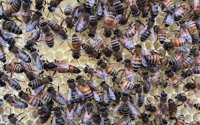 阿壩中蜂雜交產子王多少錢一個（中蜂蜂王多少錢一只）